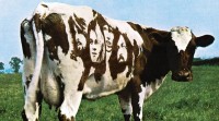 AtomHeartMother_Floyd_cow.jpg