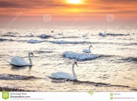 swans-ocean-2.jpg