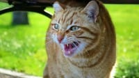 scared-cat-featured-image.jpg