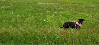 ST-in-field-of-flowers.jpg