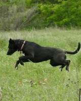 Sacher-Torte-jumping2.jpg