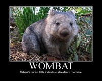 wombat.jpg