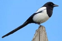 magpie.jpg