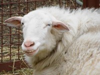 sheepish-grin.jpeg