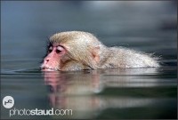 japan-nagano-macaques.jpg