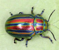 Rainbow_Leaf_Beetle.jpg