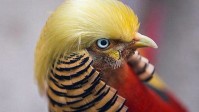 chinese-pheasant-or-donald-trump.jpg