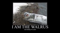 walrus.jpg