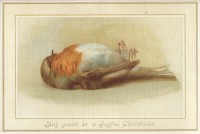 victorian-dead-robin-xmas-card.jpg