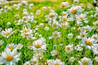 1437681387-daisy-fun-facts.jpg