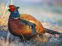 pheasant-with-gun.jpg