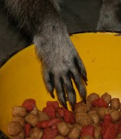 raccoon-paw.jpg